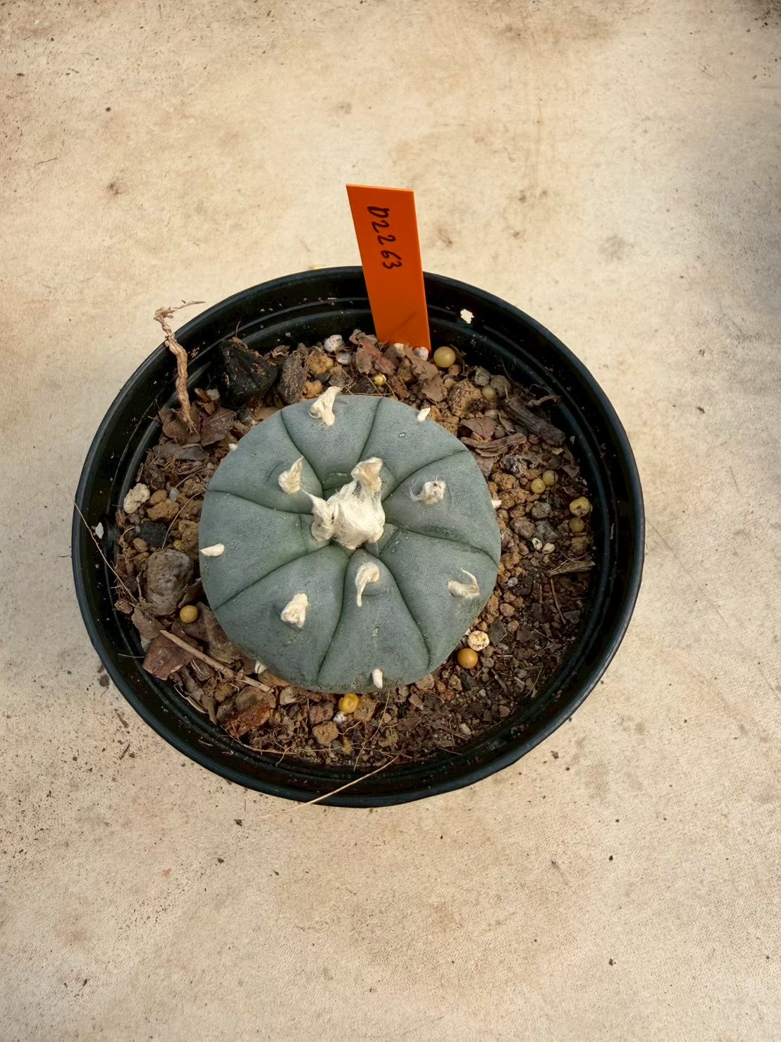 Lophophora williamsii – Peyote Cactus (Seed Grown, 3-3.5 cm, Own Root) 12 years old