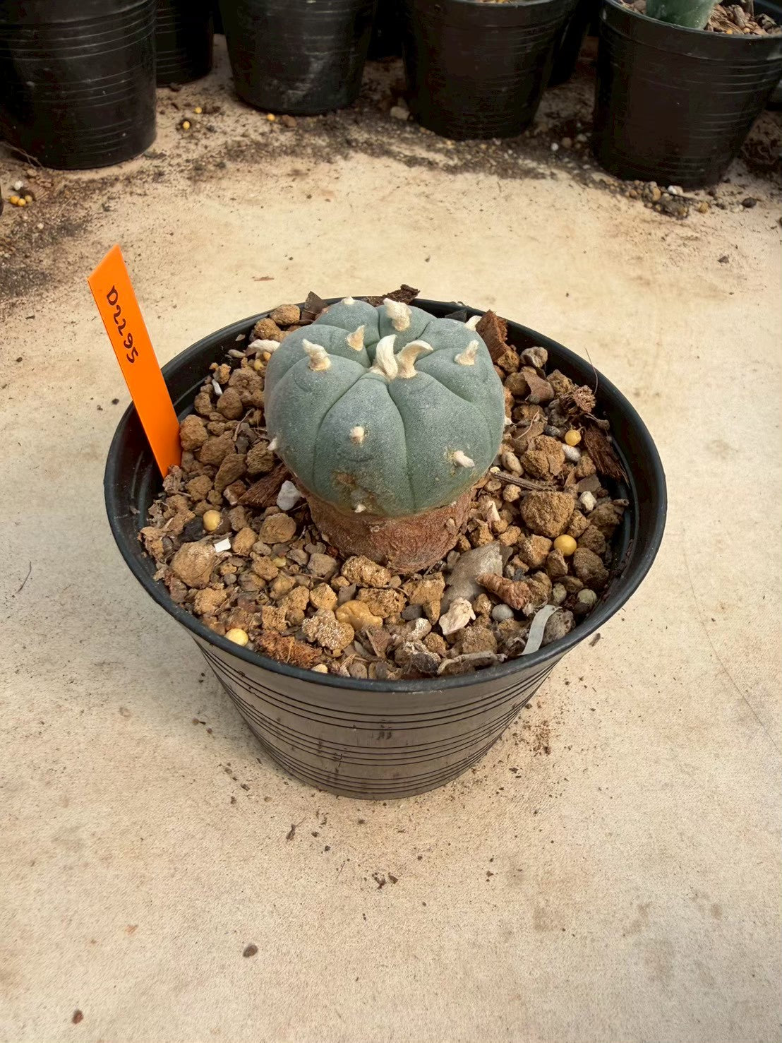 Lophophora williamsii – Peyote Cactus (Seed Grown, 3-3.5 cm, Own Root) 12 years old