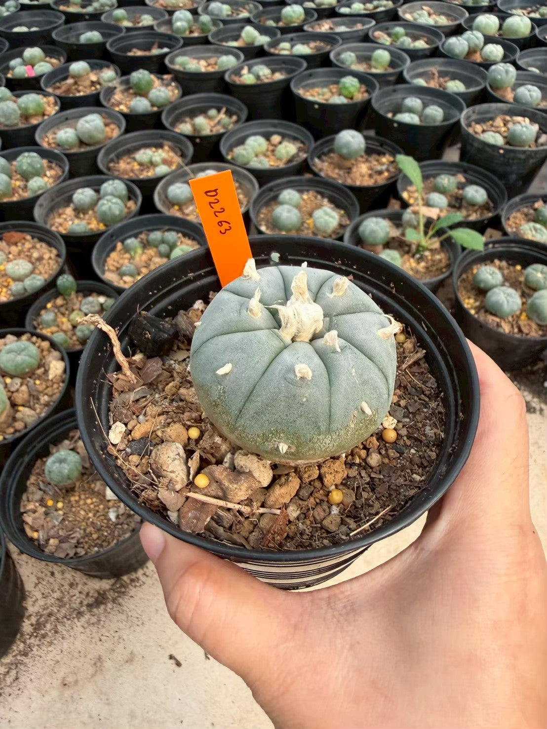 Lophophora williamsii – Peyote Cactus (Seed Grown, 3-3.5 cm, Own Root) 12 years old