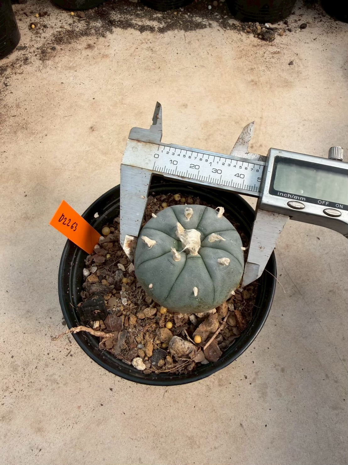 Lophophora williamsii – Peyote Cactus (Seed Grown, 3-3.5 cm, Own Root) 12 years old
