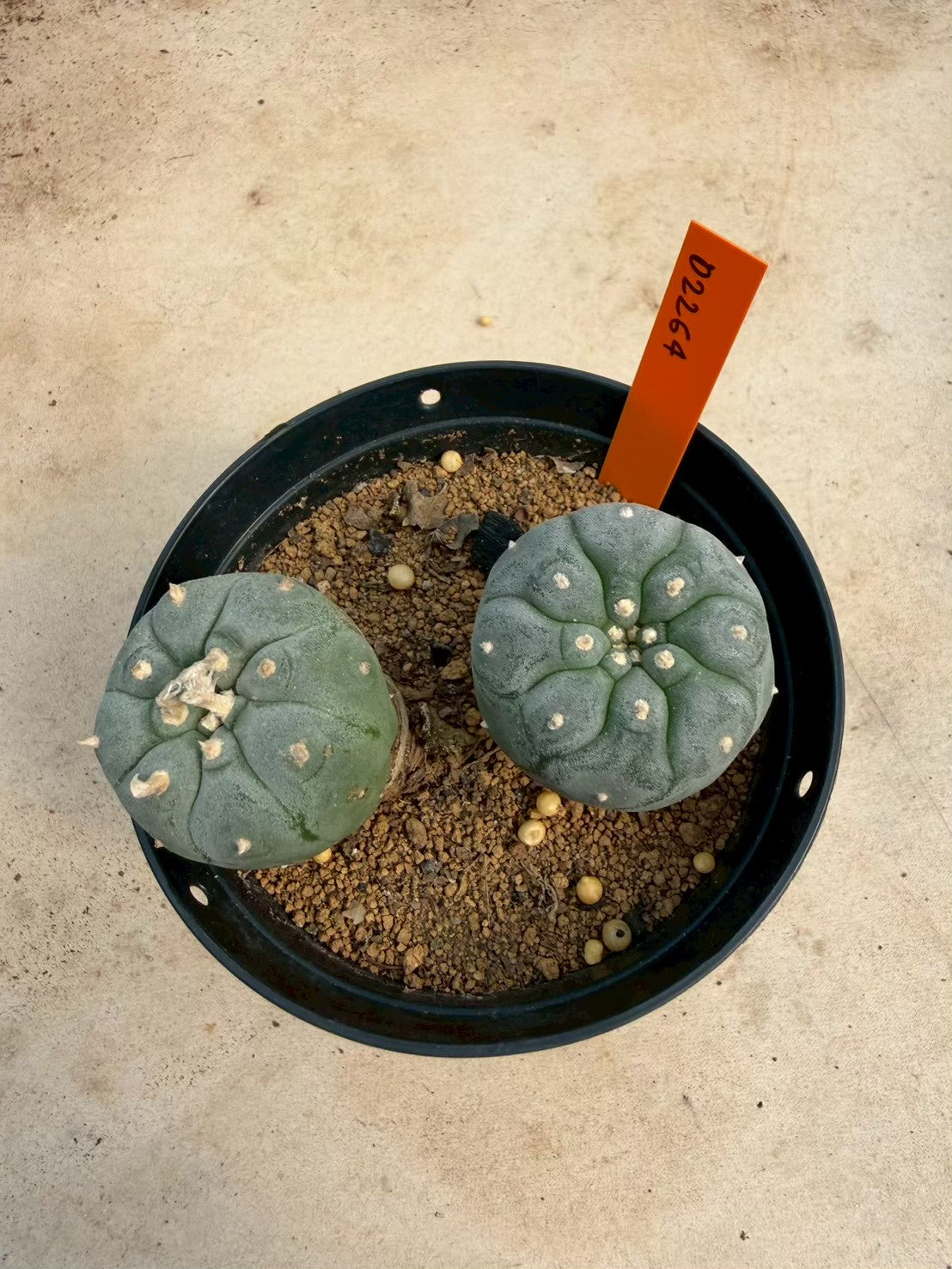Lophophora williamsii – Peyote Cactus (Seed Grown, 3-3.5 cm, Own Root) 12 years old