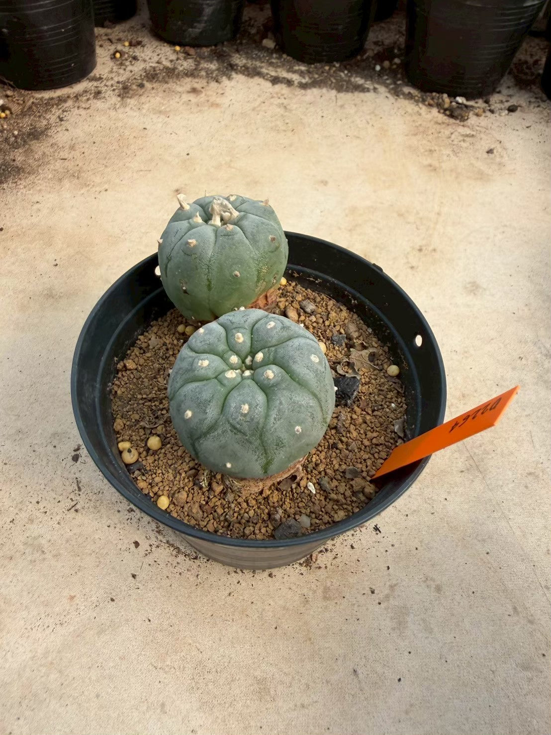 Lophophora williamsii – Peyote Cactus (Seed Grown, 3-3.5 cm, Own Root) 12 years old