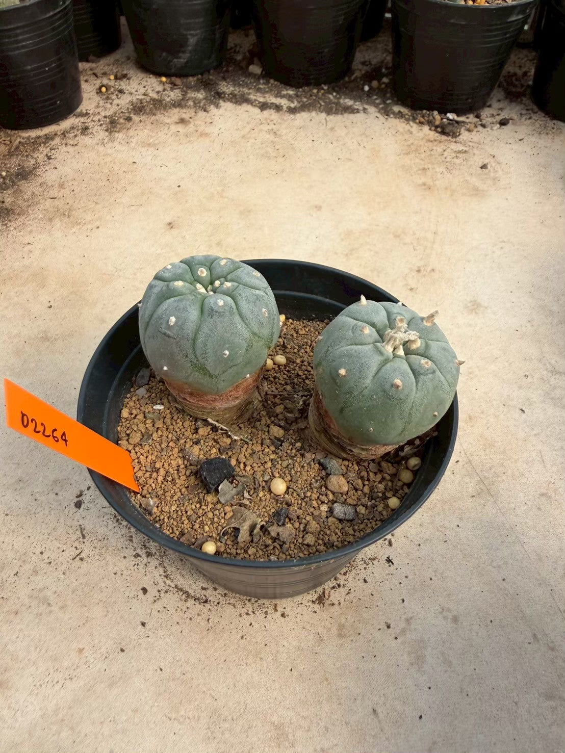 Lophophora williamsii – Peyote Cactus (Seed Grown, 3-3.5 cm, Own Root) 12 years old