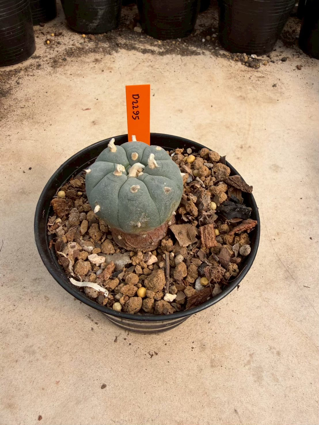 Lophophora williamsii – Peyote Cactus (Seed Grown, 3-3.5 cm, Own Root) 12 years old