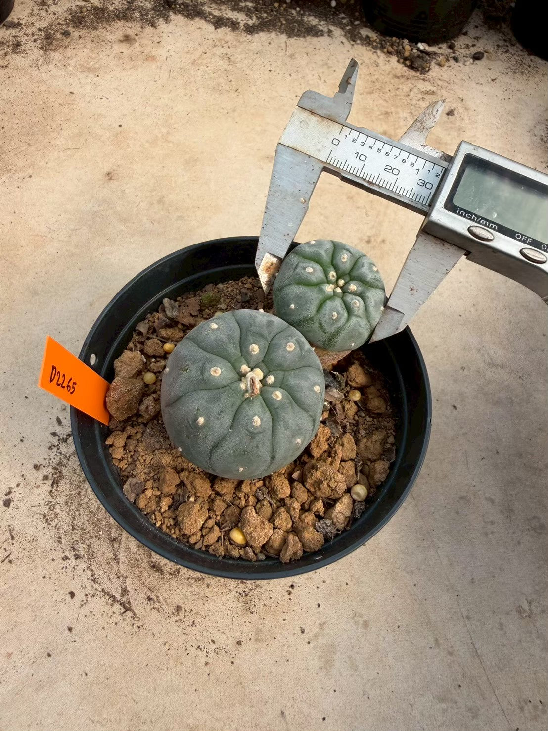 Lophophora williamsii – Peyote Cactus (Seed Grown, 3-3.5 cm, Own Root) 12 years old