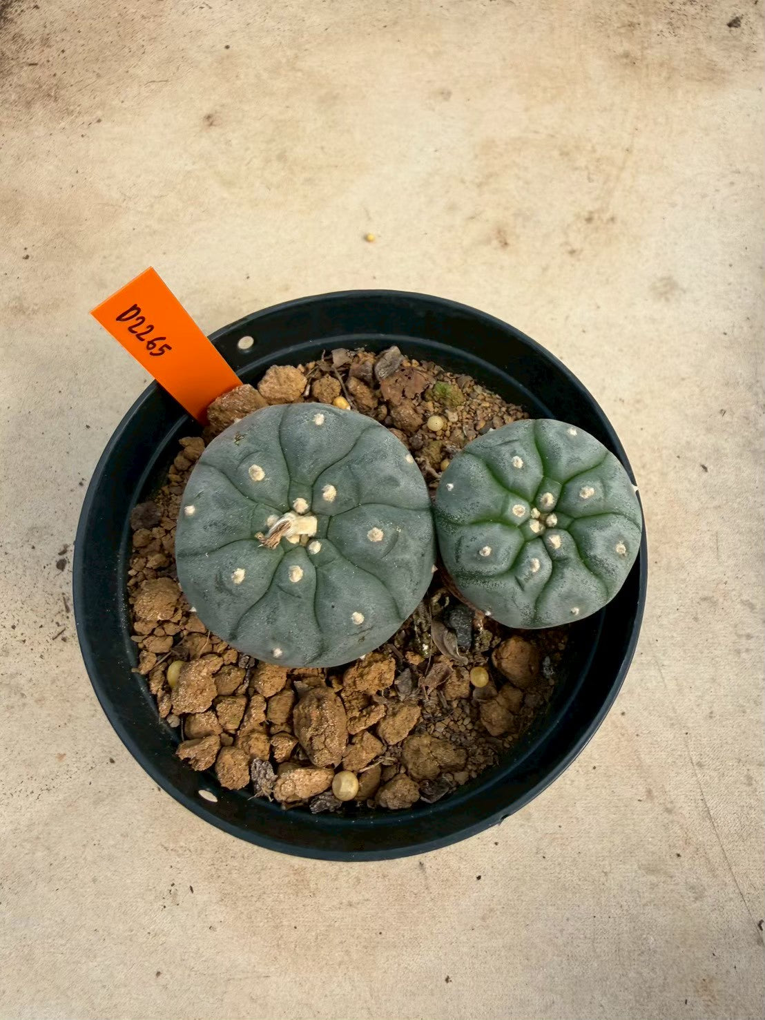 Lophophora williamsii – Peyote Cactus (Seed Grown, 3-3.5 cm, Own Root) 12 years old