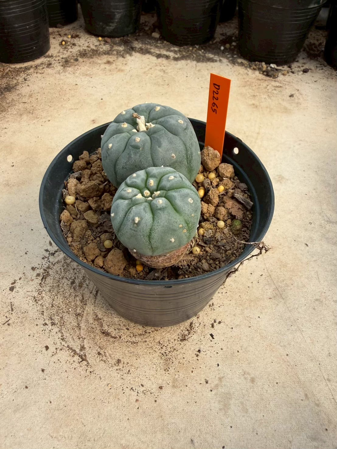 Lophophora williamsii – Peyote Cactus (Seed Grown, 3-3.5 cm, Own Root) 12 years old