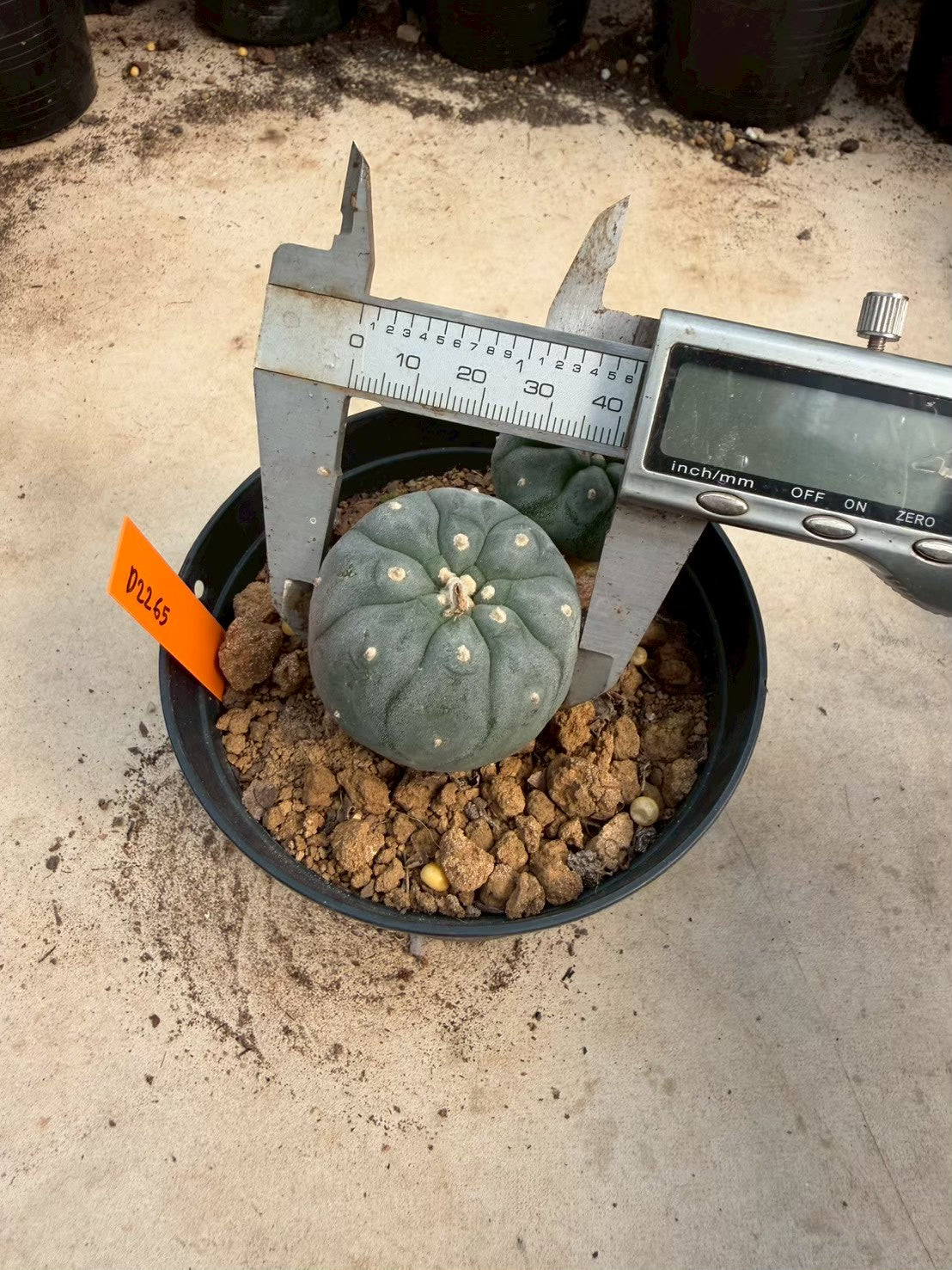 Lophophora williamsii – Peyote Cactus (Seed Grown, 3-3.5 cm, Own Root) 12 years old