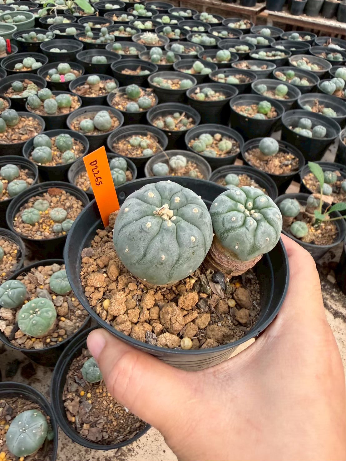 Lophophora williamsii – Peyote Cactus (Seed Grown, 3-3.5 cm, Own Root) 12 years old