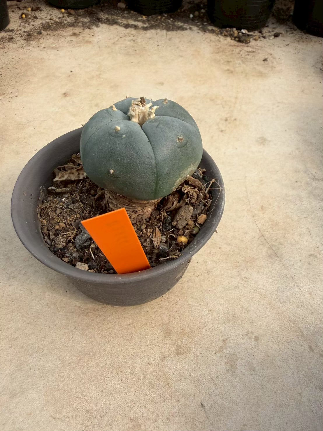 Lophophora williamsii – Peyote Cactus (Seed Grown, 3-3.5 cm, Own Root) 12 years old