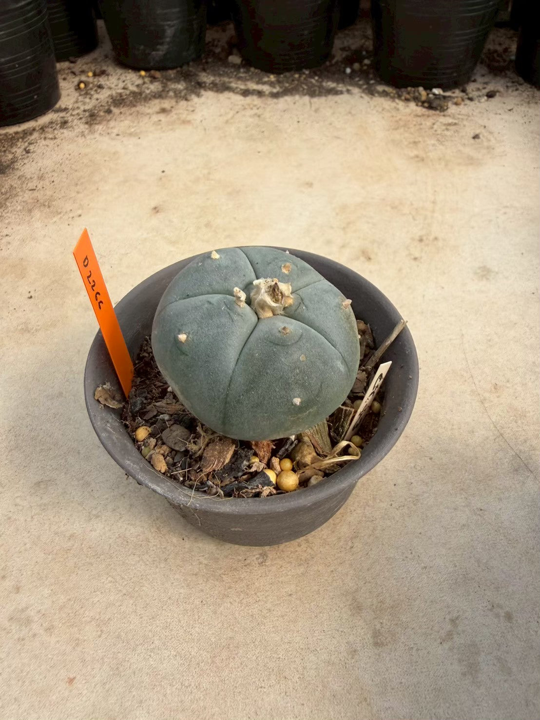 Lophophora williamsii – Peyote Cactus (Seed Grown, 3-3.5 cm, Own Root) 12 years old