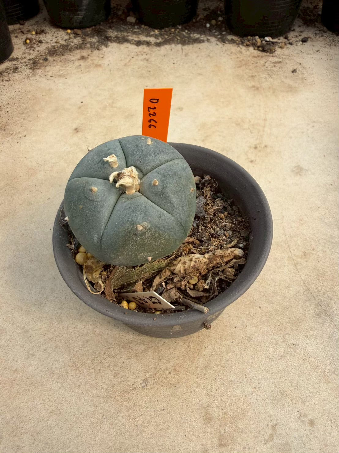Lophophora williamsii – Peyote Cactus (Seed Grown, 3-3.5 cm, Own Root) 12 years old