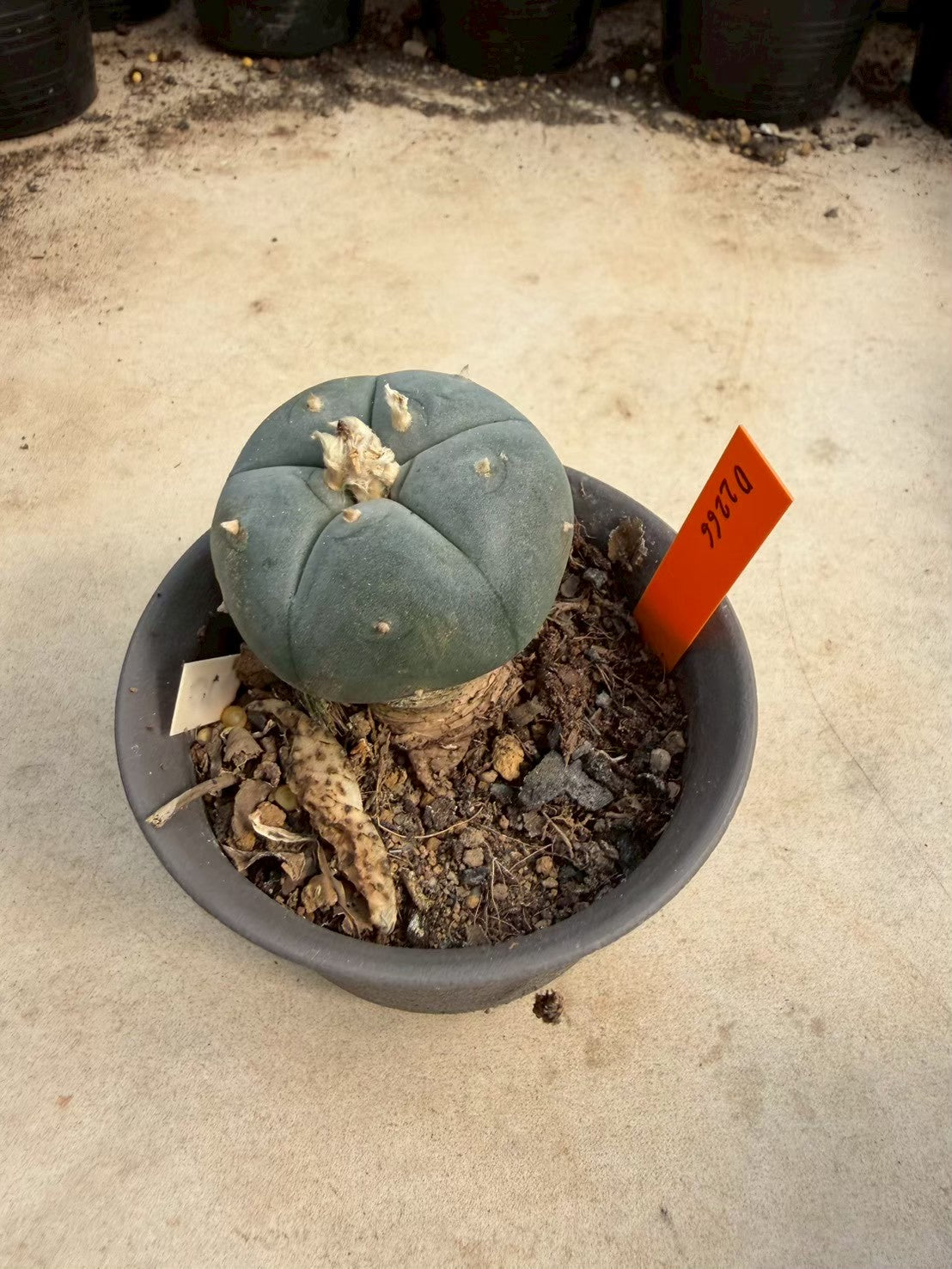 Lophophora williamsii – Peyote Cactus (Seed Grown, 3-3.5 cm, Own Root) 12 years old