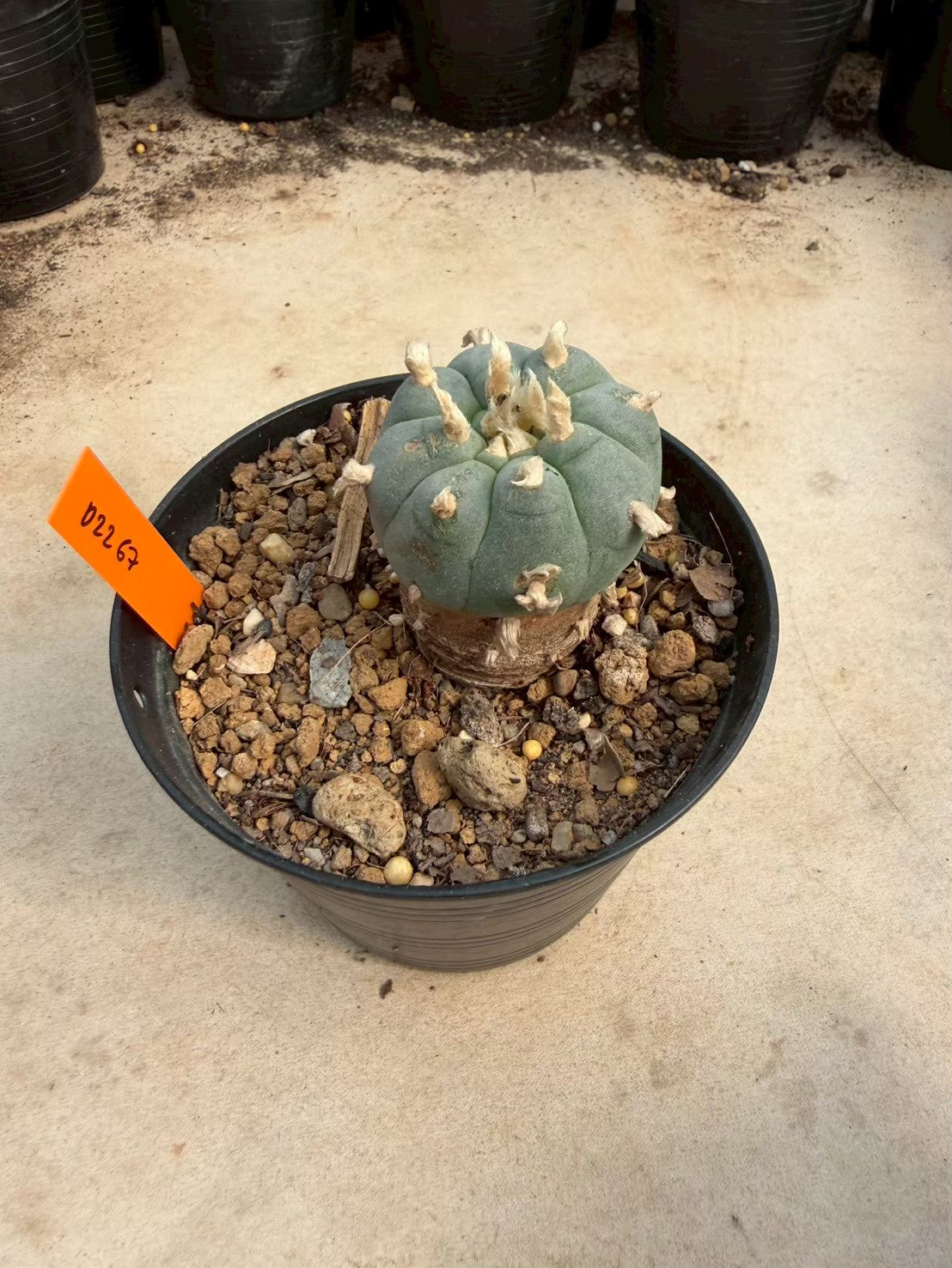 Lophophora williamsii – Peyote Cactus (Seed Grown, 3-3.5 cm, Own Root) 12 years old