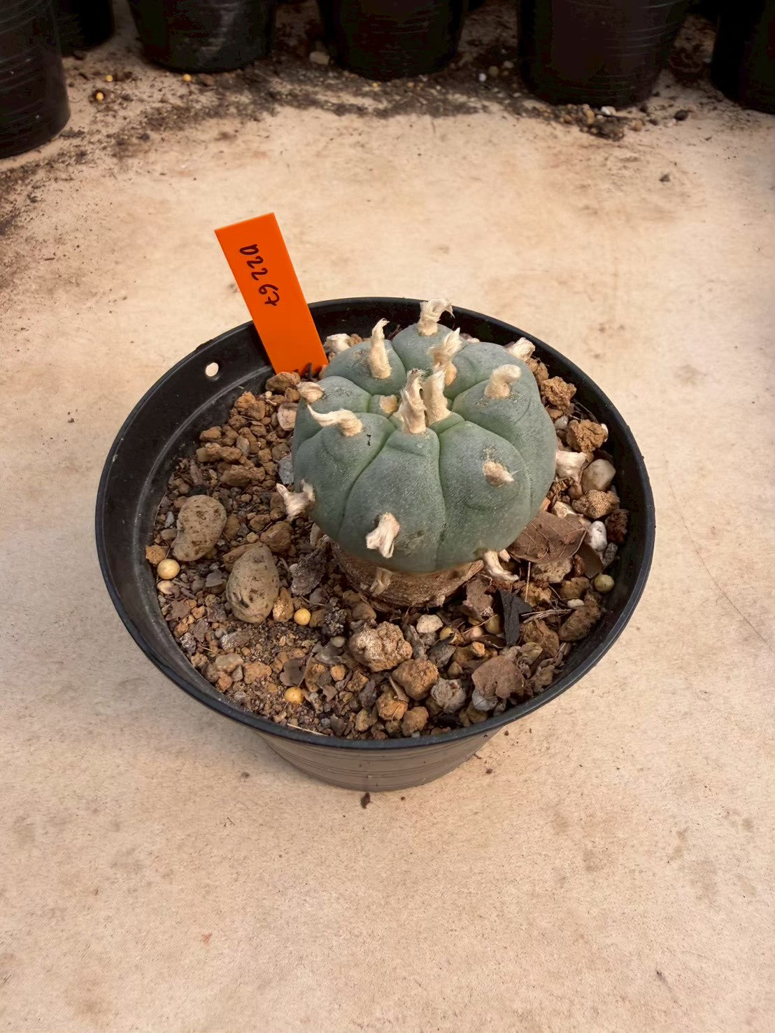Lophophora williamsii – Peyote Cactus (Seed Grown, 3-3.5 cm, Own Root) 12 years old