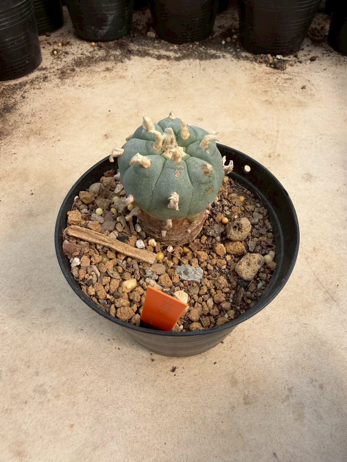 Lophophora williamsii – Peyote Cactus (Seed Grown, 3-3.5 cm, Own Root) 12 years old