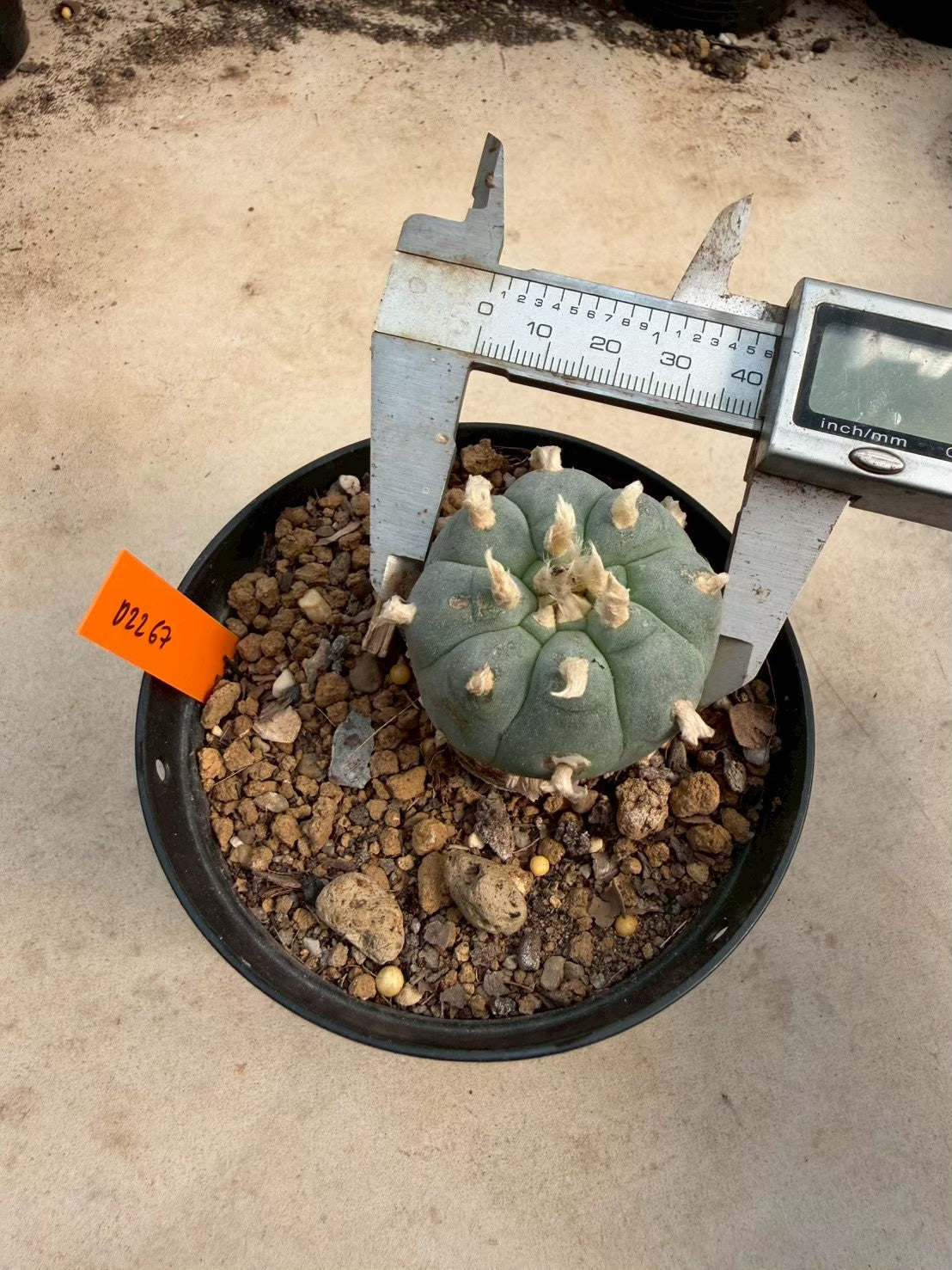 Lophophora williamsii – Peyote Cactus (Seed Grown, 3-3.5 cm, Own Root) 12 years old