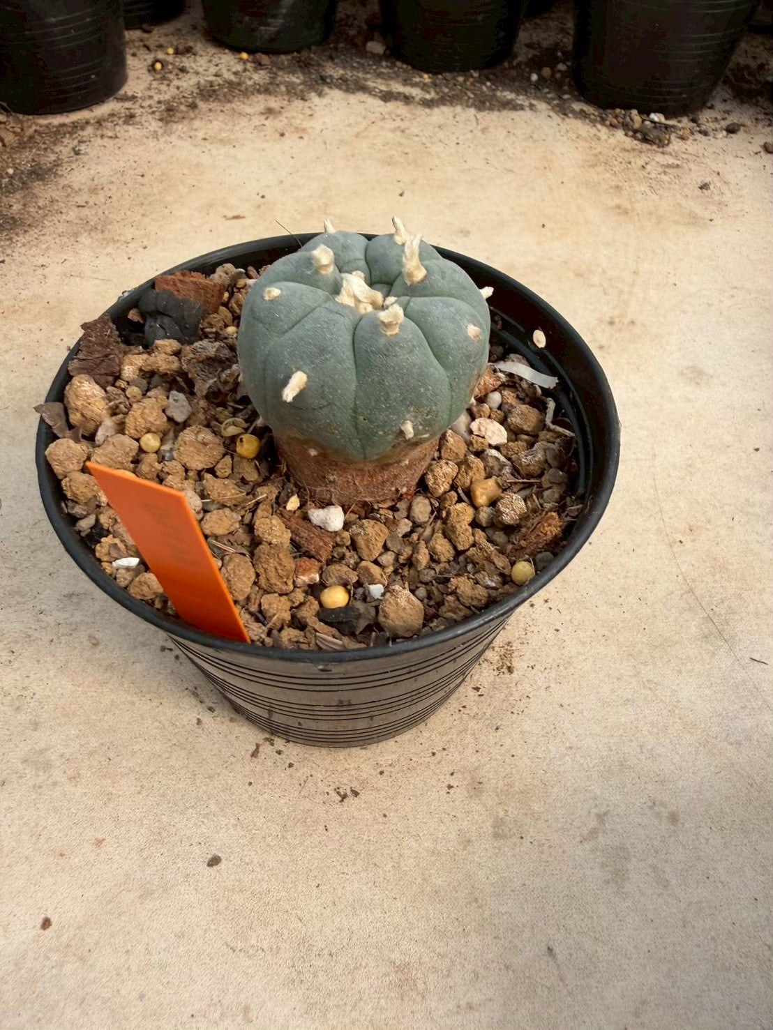 Lophophora williamsii – Peyote Cactus (Seed Grown, 3-3.5 cm, Own Root) 12 years old