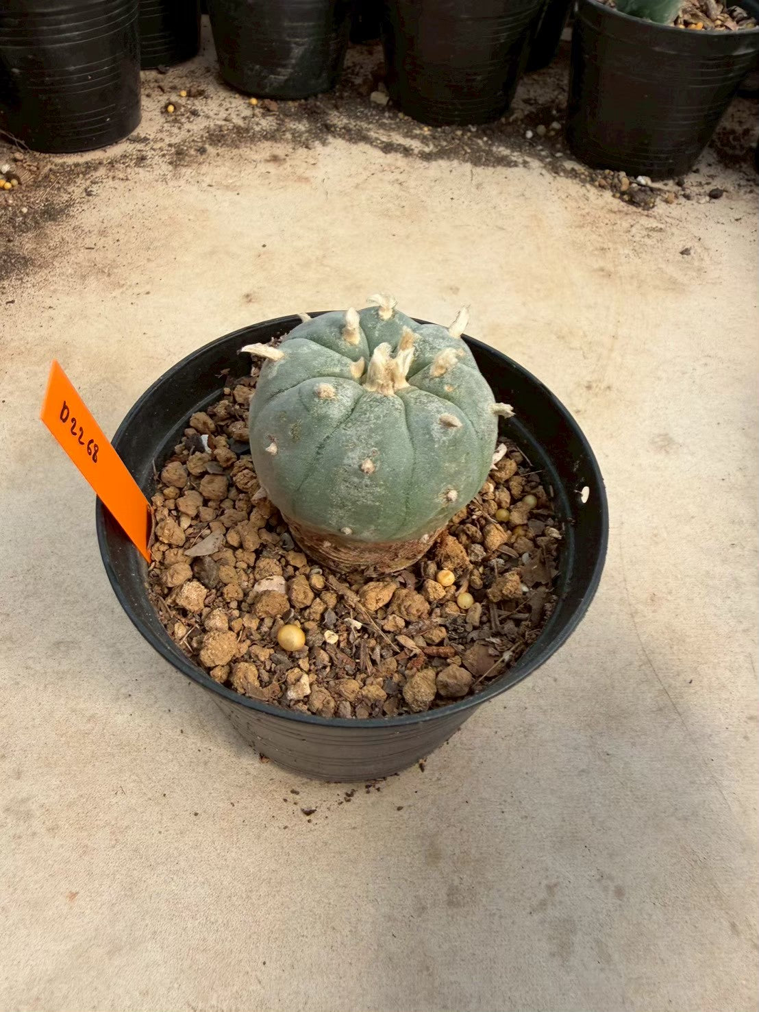 Lophophora williamsii – Peyote Cactus (Seed Grown, 3-3.5 cm, Own Root) 12 years old