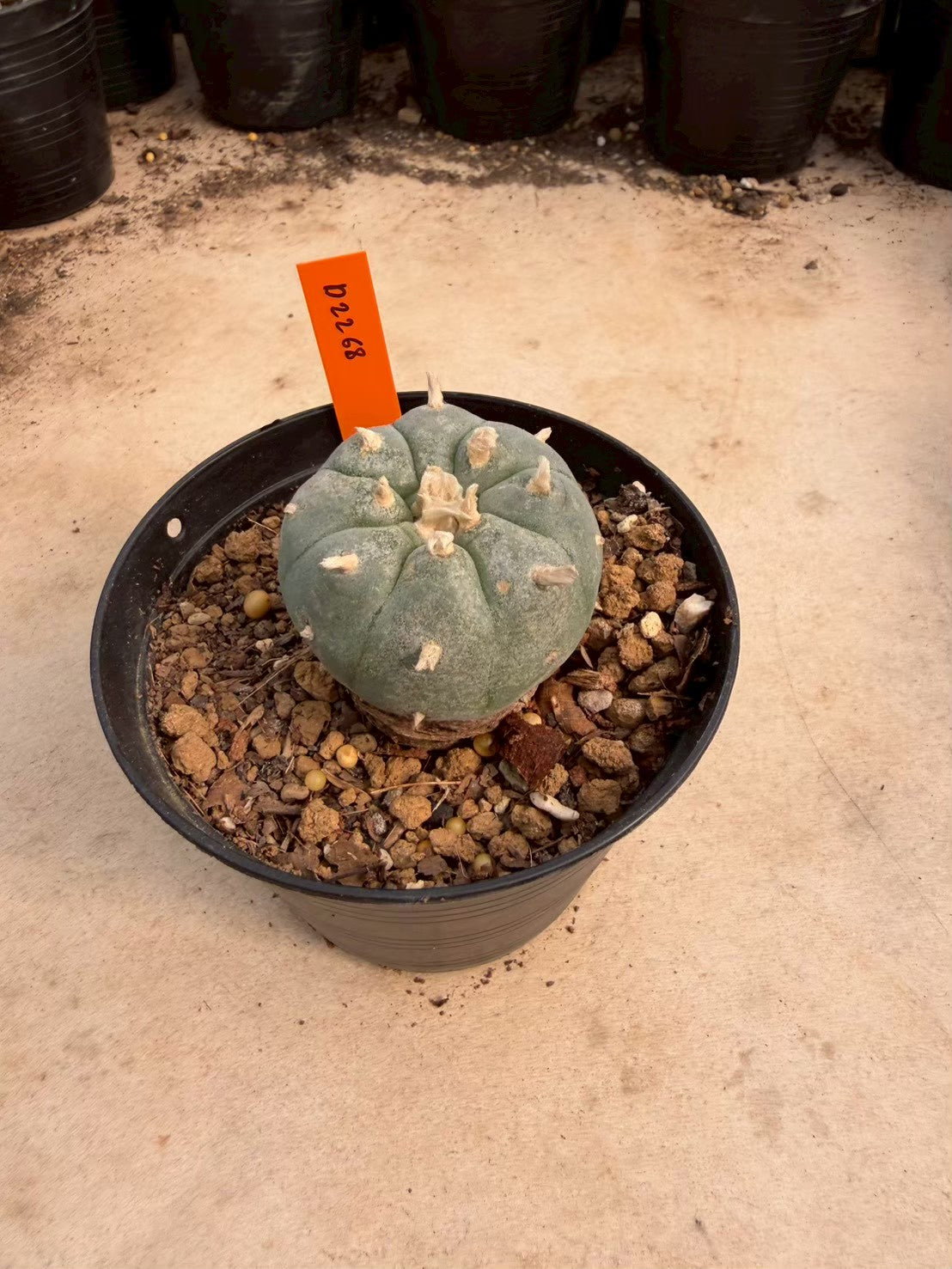 Lophophora williamsii – Peyote Cactus (Seed Grown, 3-3.5 cm, Own Root) 12 years old