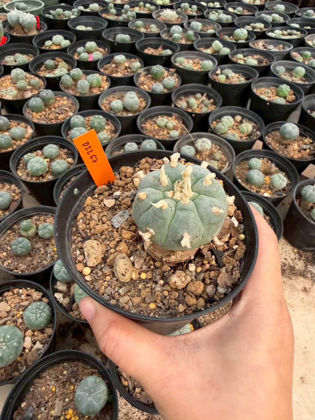 Lophophora williamsii – Peyote Cactus (Seed Grown, 3-3.5 cm, Own Root) 12 years old