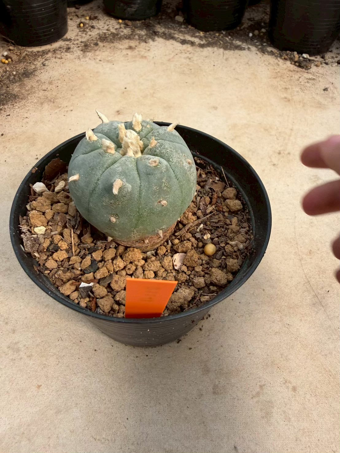 Lophophora williamsii – Peyote Cactus (Seed Grown, 3-3.5 cm, Own Root) 12 years old