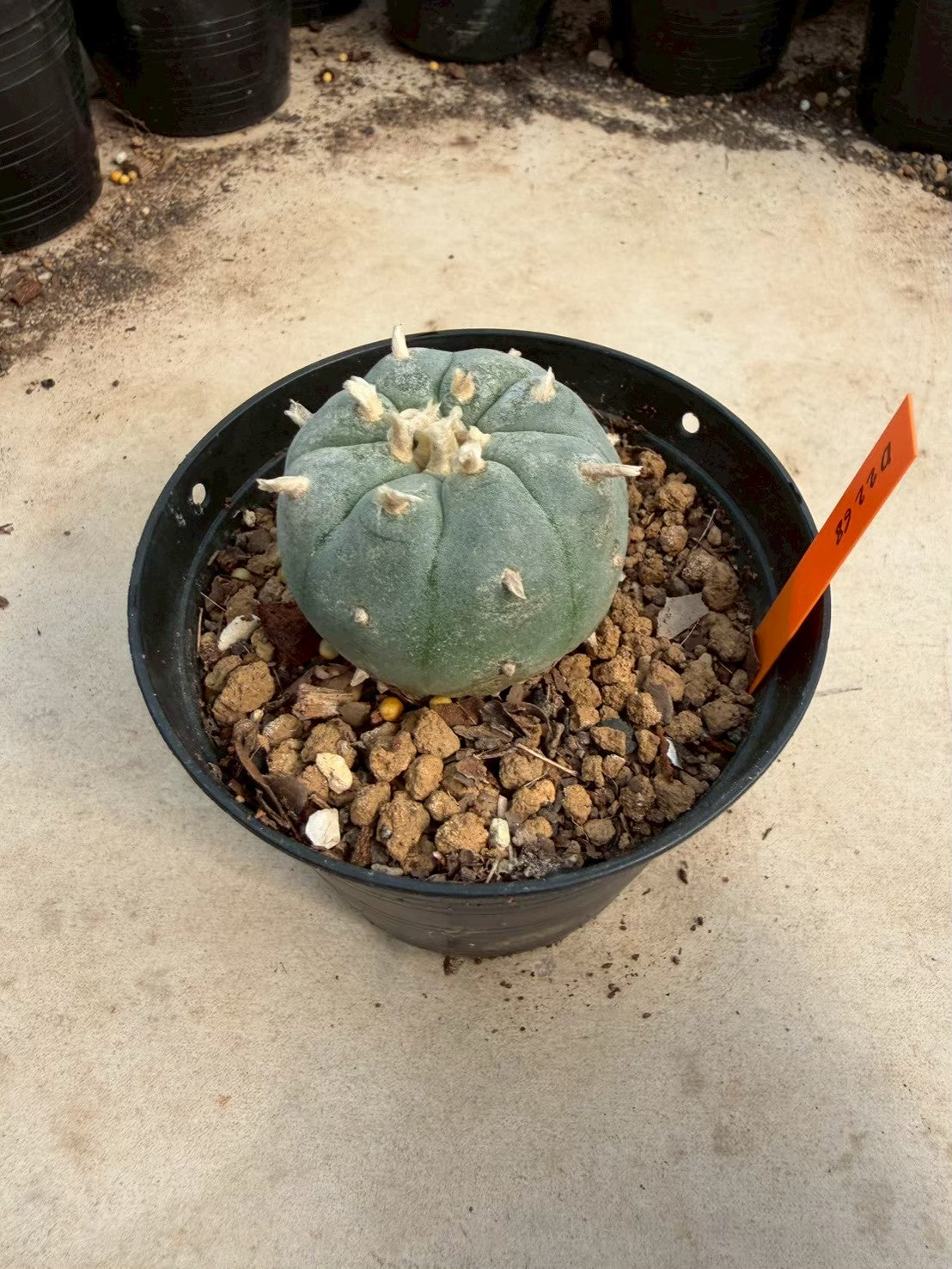 Lophophora williamsii – Peyote Cactus (Seed Grown, 3-3.5 cm, Own Root) 12 years old