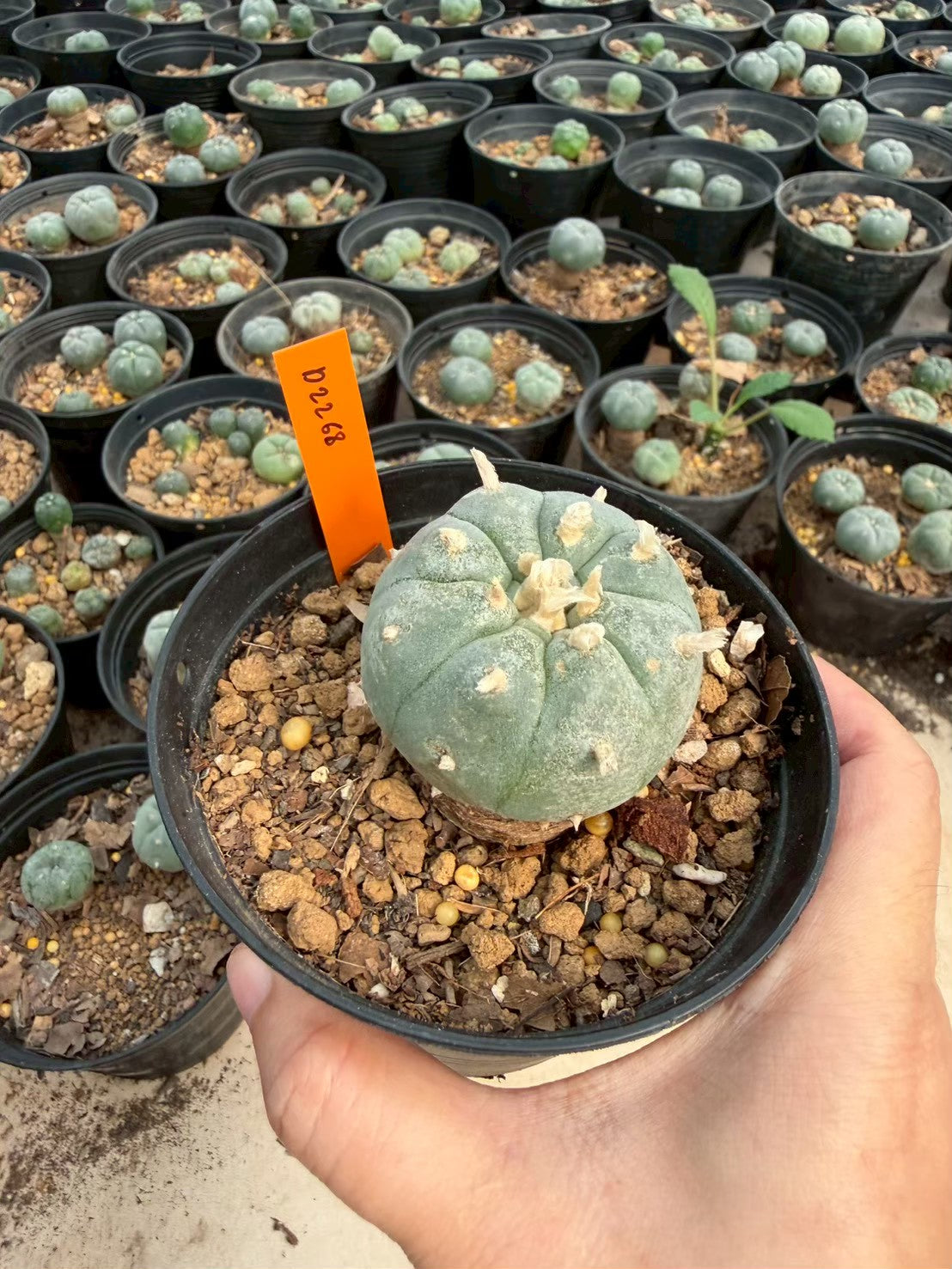 Lophophora williamsii – Peyote Cactus (Seed Grown, 3-3.5 cm, Own Root) 12 years old