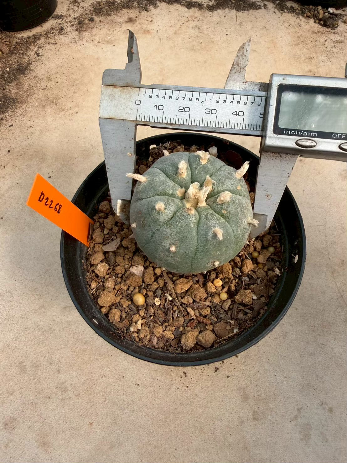 Lophophora williamsii – Peyote Cactus (Seed Grown, 3-3.5 cm, Own Root) 12 years old