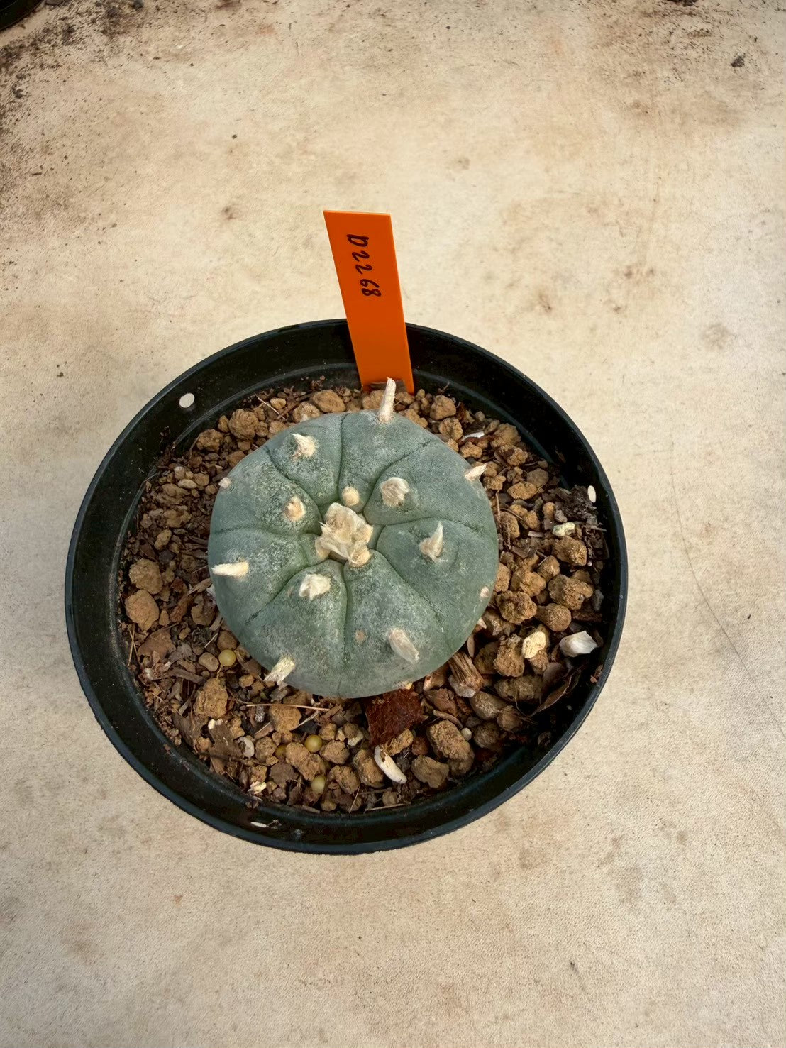Lophophora williamsii – Peyote Cactus (Seed Grown, 3-3.5 cm, Own Root) 12 years old