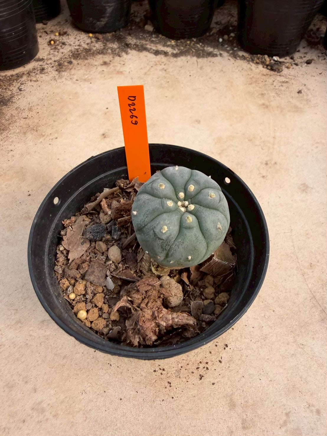 Lophophora williamsii – Peyote Cactus (Seed Grown, 3-3.5 cm, Own Root) 12 years old