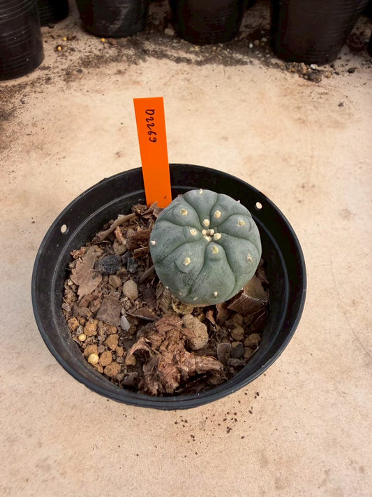 Lophophora williamsii – Peyote Cactus (Seed Grown, 3-3.5 cm, Own Root) 12 years old