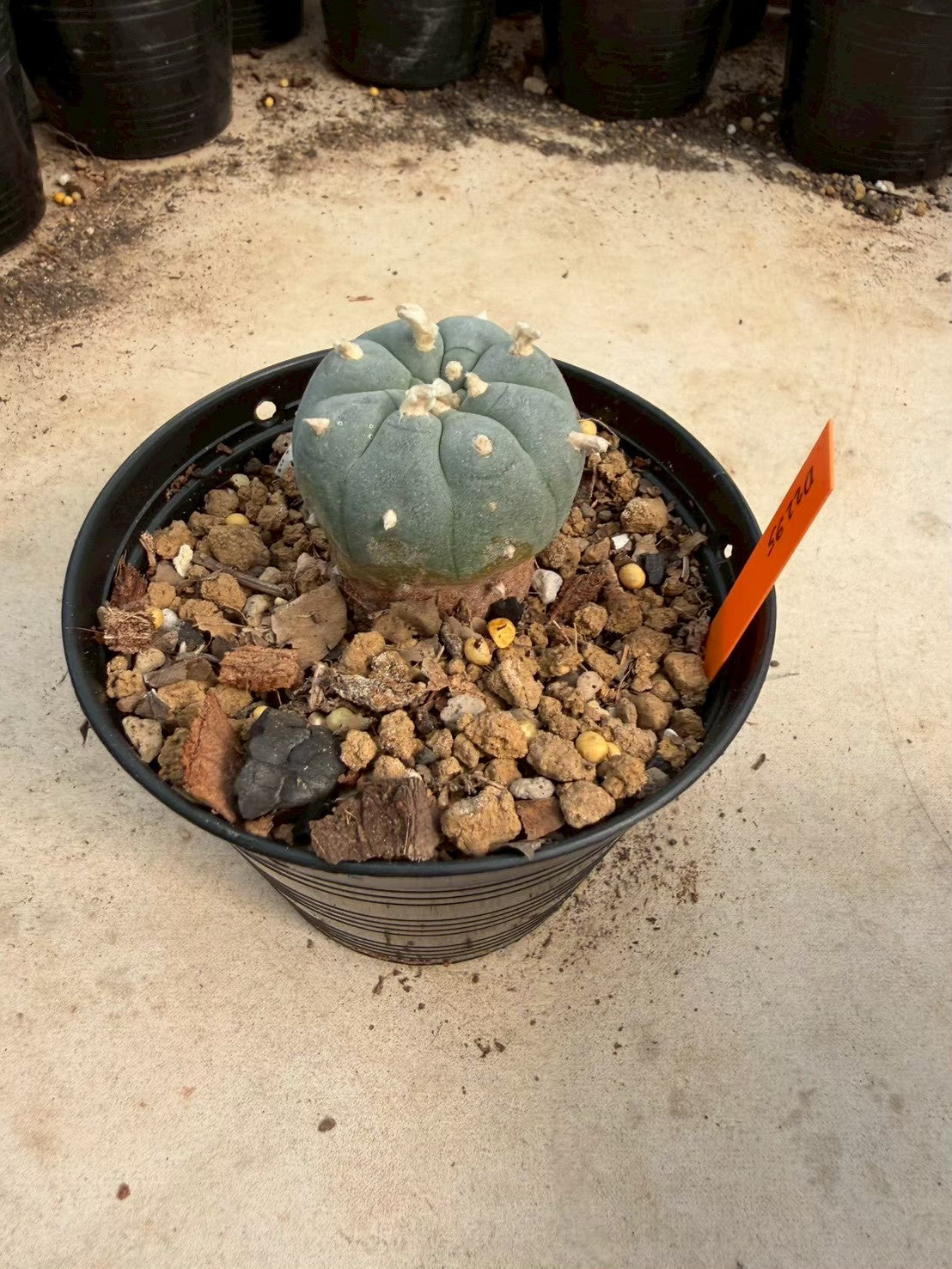 Lophophora williamsii – Peyote Cactus (Seed Grown, 3-3.5 cm, Own Root) 12 years old
