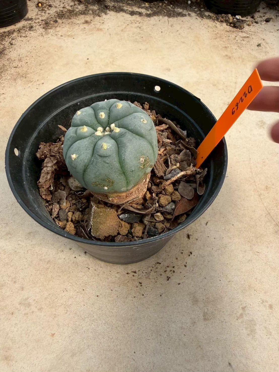 Lophophora williamsii – Peyote Cactus (Seed Grown, 3-3.5 cm, Own Root) 12 years old