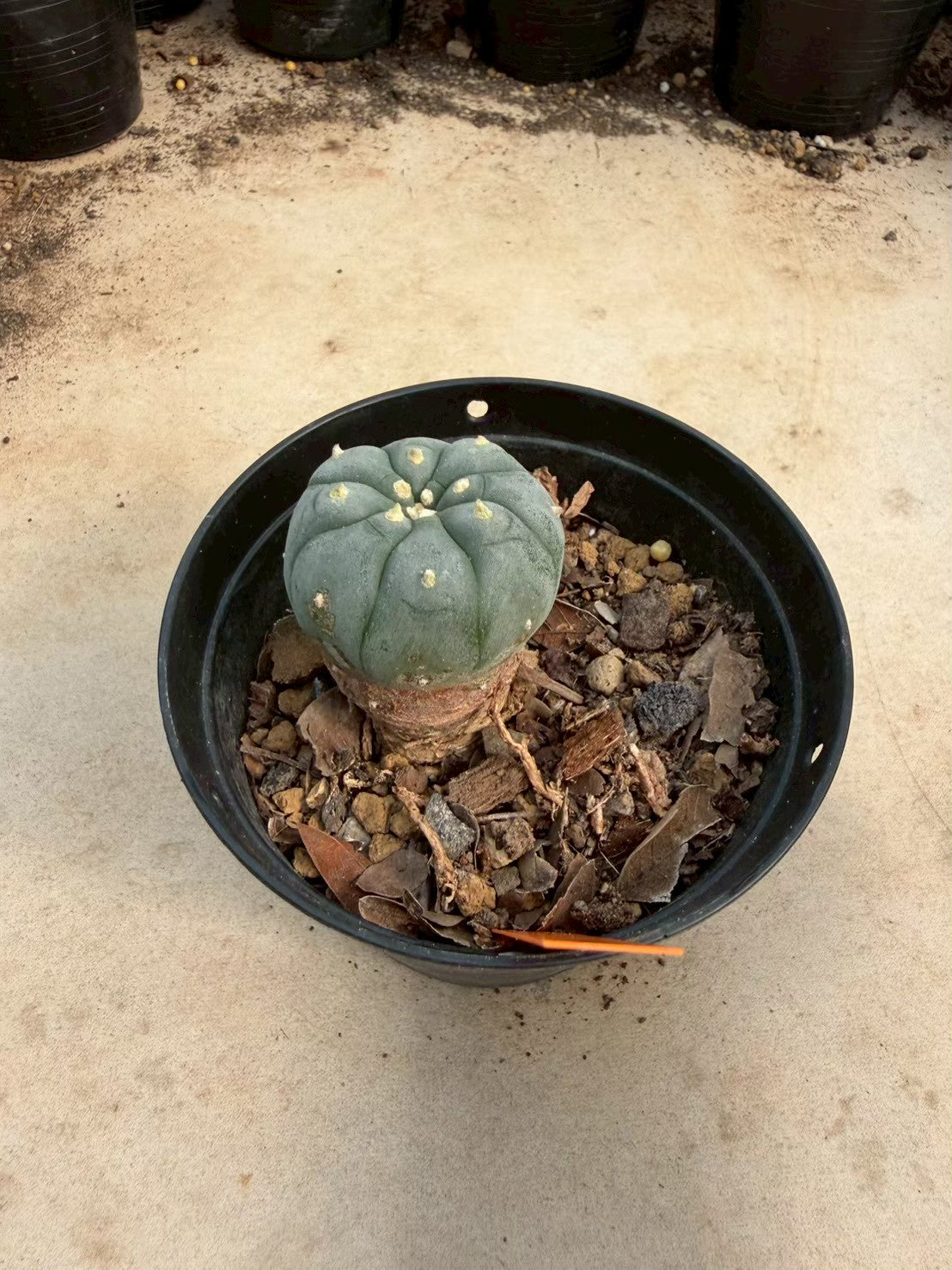 Lophophora williamsii – Peyote Cactus (Seed Grown, 3-3.5 cm, Own Root) 12 years old