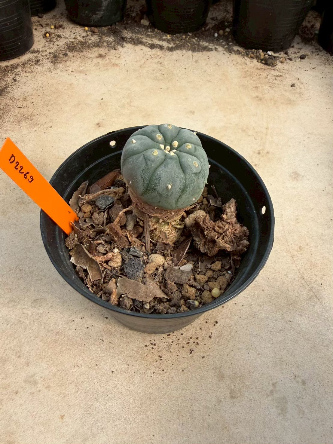 Lophophora williamsii – Peyote Cactus (Seed Grown, 3-3.5 cm, Own Root) 12 years old