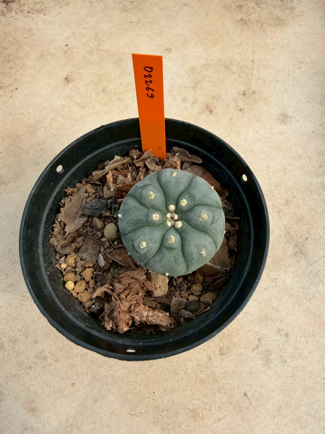Lophophora williamsii – Peyote Cactus (Seed Grown, 3-3.5 cm, Own Root) 12 years old