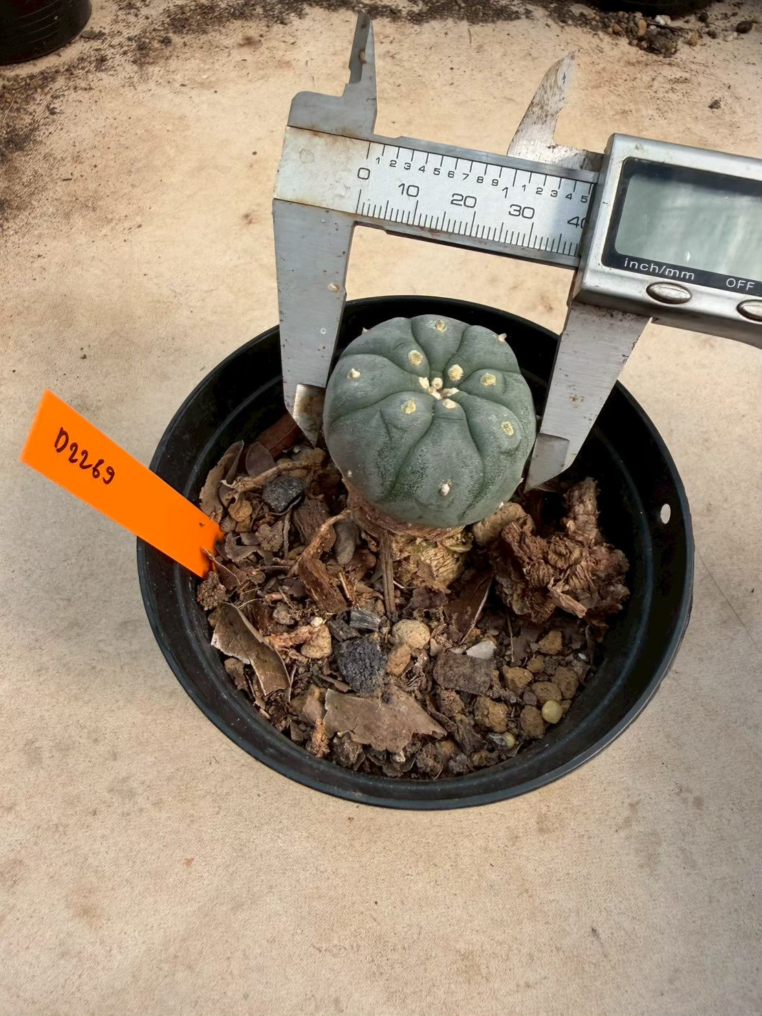 Lophophora williamsii – Peyote Cactus (Seed Grown, 3-3.5 cm, Own Root) 12 years old