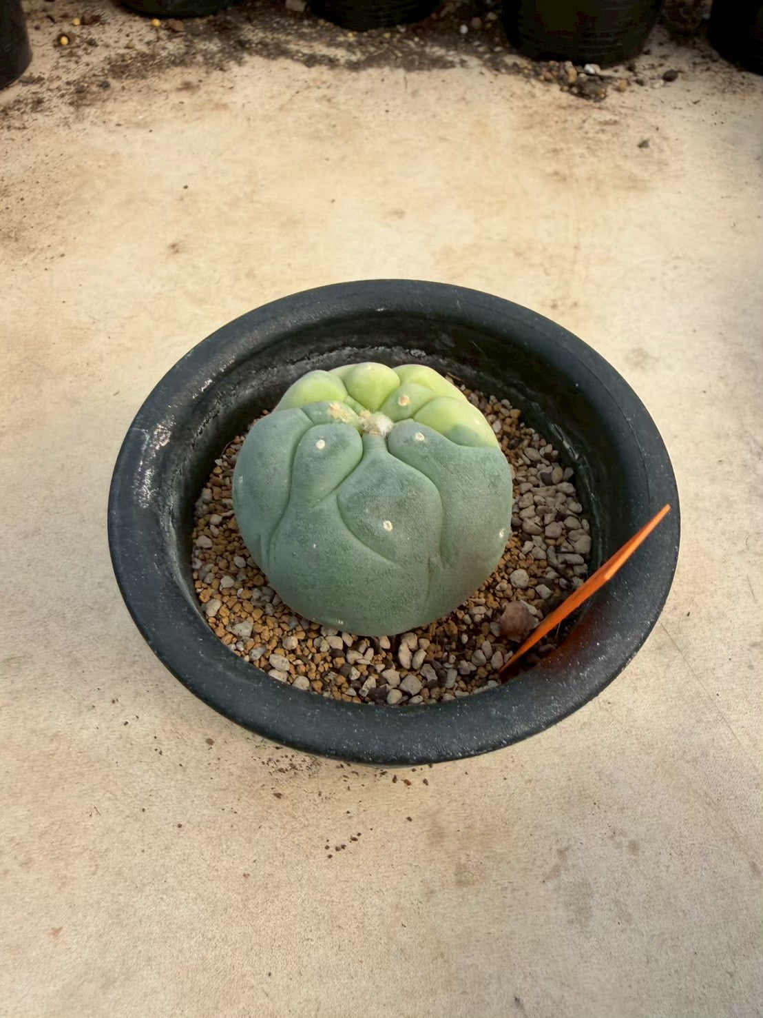 Lophophora williamsii – Peyote Cactus (Seed Grown, 3-3.5 cm, Own Root) 12 years old