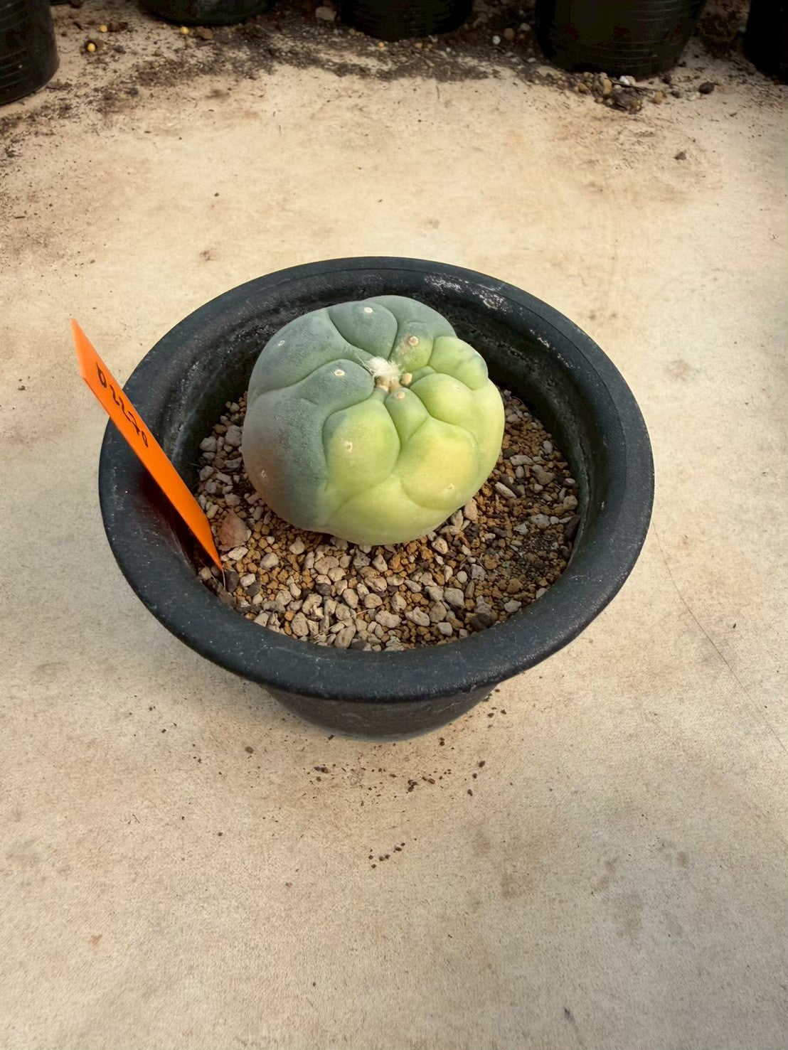 Lophophora williamsii – Peyote Cactus (Seed Grown, 3-3.5 cm, Own Root) 12 years old