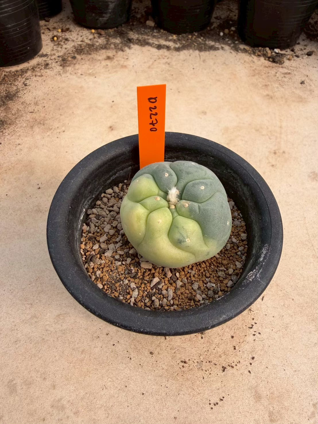 Lophophora williamsii – Peyote Cactus (Seed Grown, 3-3.5 cm, Own Root) 12 years old