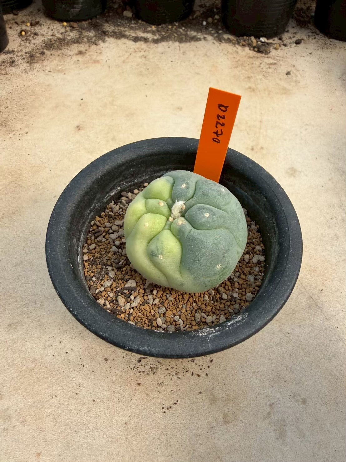 Lophophora williamsii – Peyote Cactus (Seed Grown, 3-3.5 cm, Own Root) 12 years old