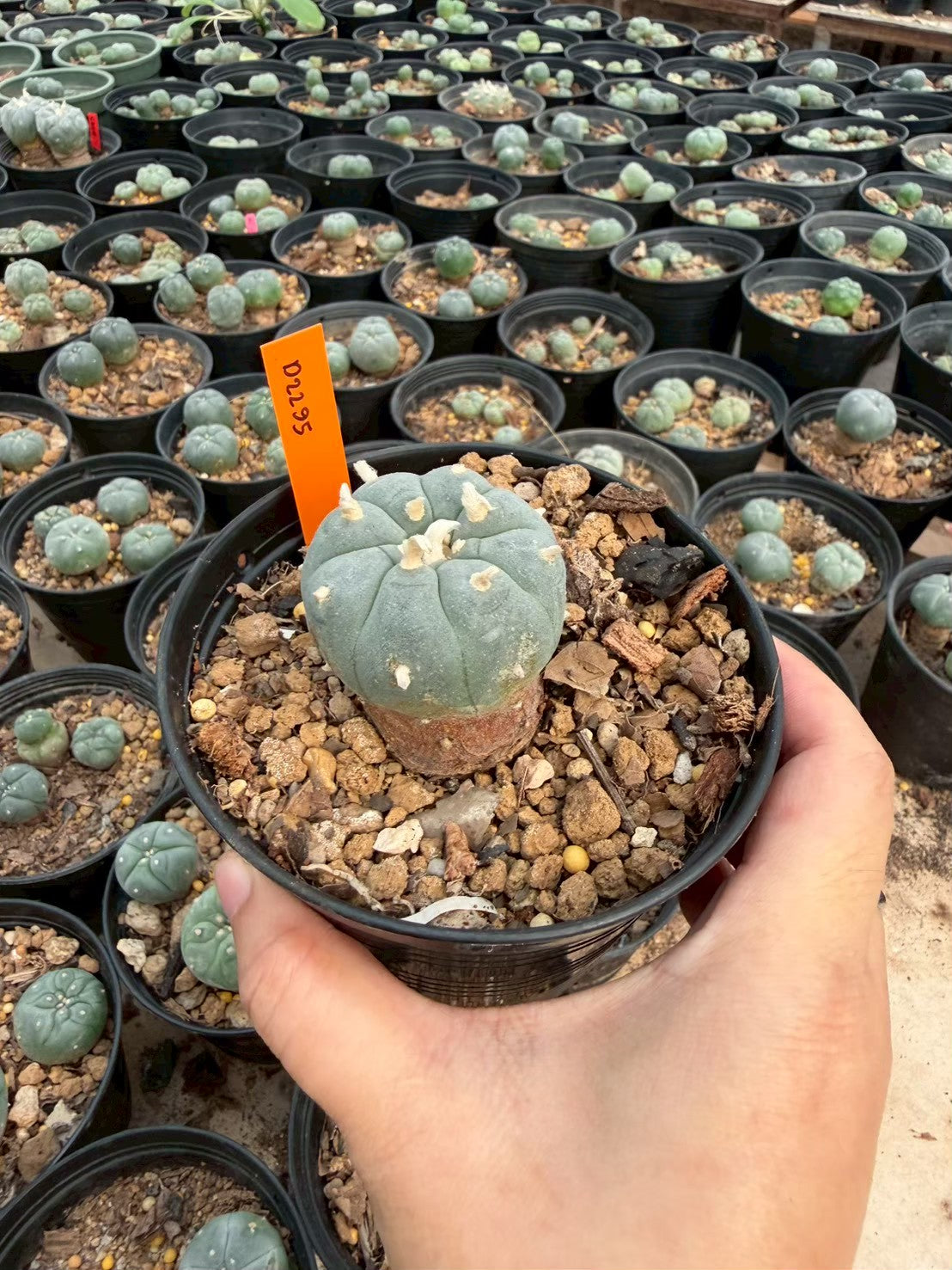 Lophophora williamsii – Peyote Cactus (Seed Grown, 3-3.5 cm, Own Root) 12 years old