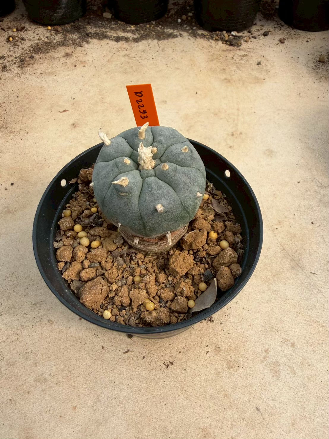 Lophophora williamsii – Peyote Cactus (Seed Grown, 3-3.5 cm, Own Root) 12 years old