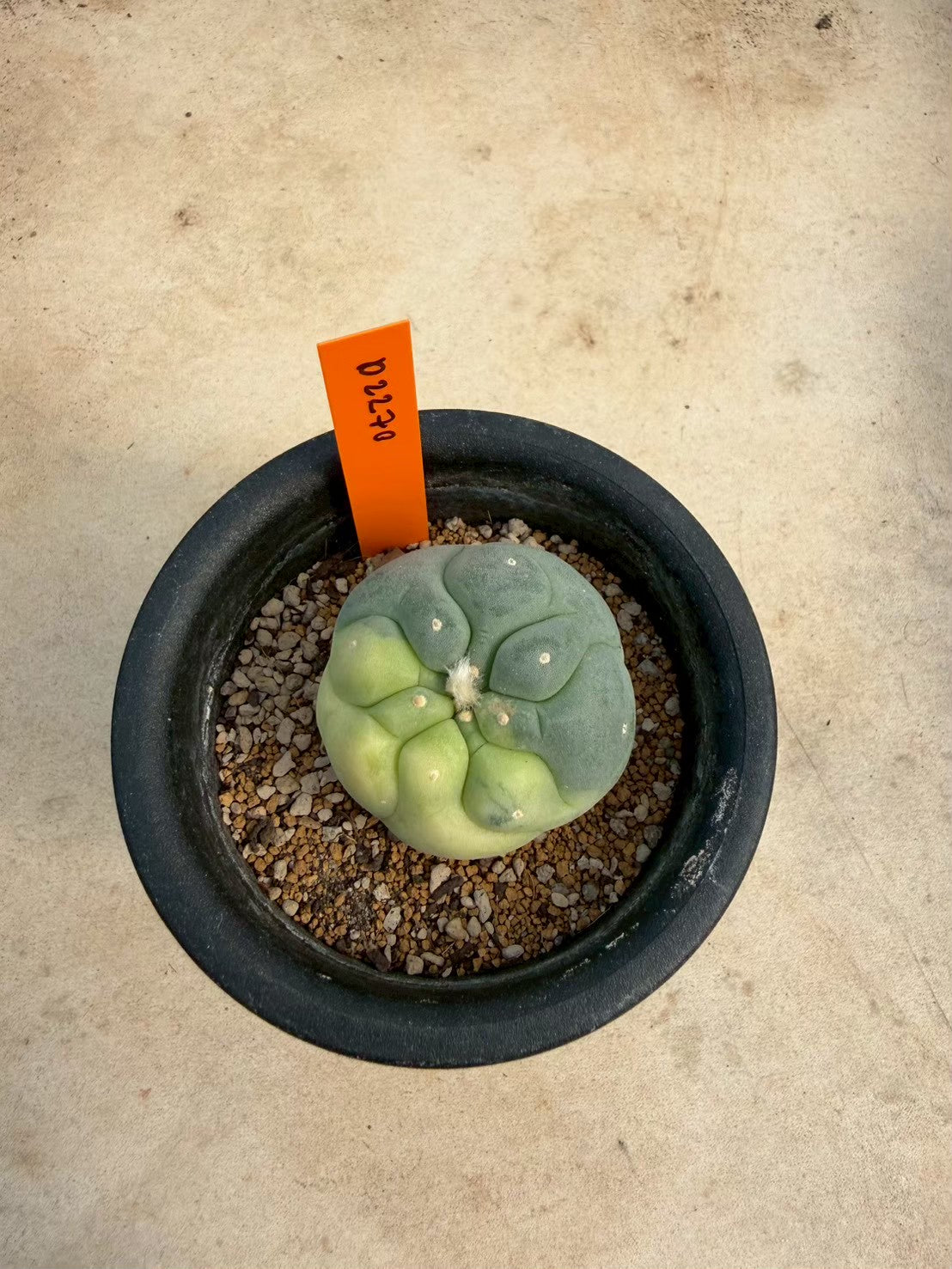 Lophophora williamsii – Peyote Cactus (Seed Grown, 3-3.5 cm, Own Root) 12 years old