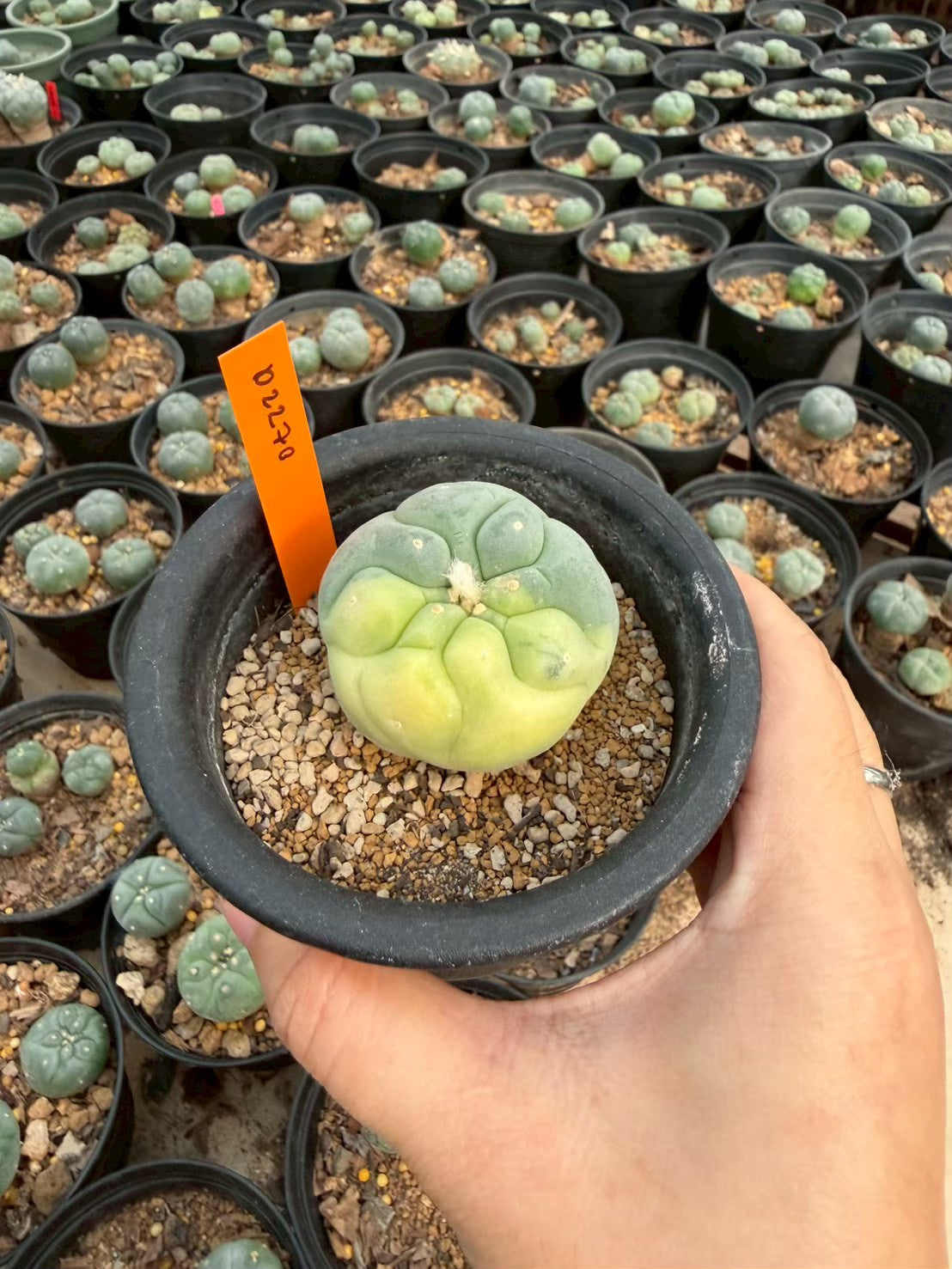 Lophophora williamsii – Peyote Cactus (Seed Grown, 3-3.5 cm, Own Root) 12 years old
