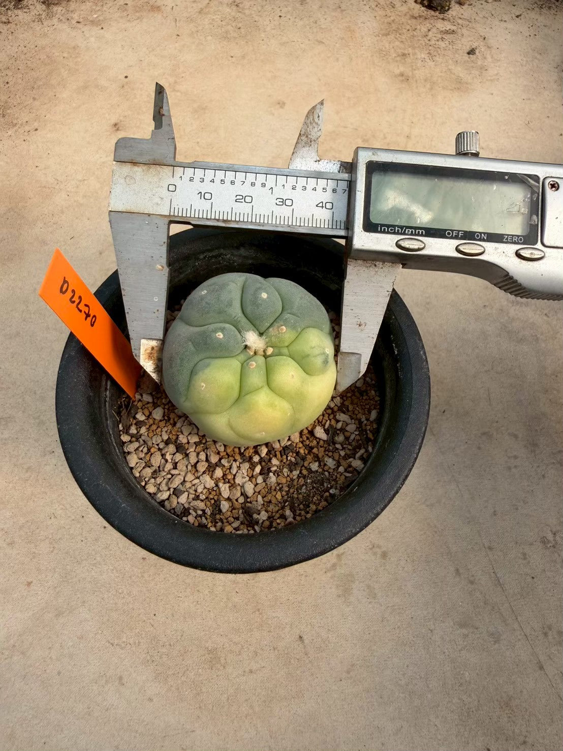 Lophophora williamsii – Peyote Cactus (Seed Grown, 3-3.5 cm, Own Root) 12 years old