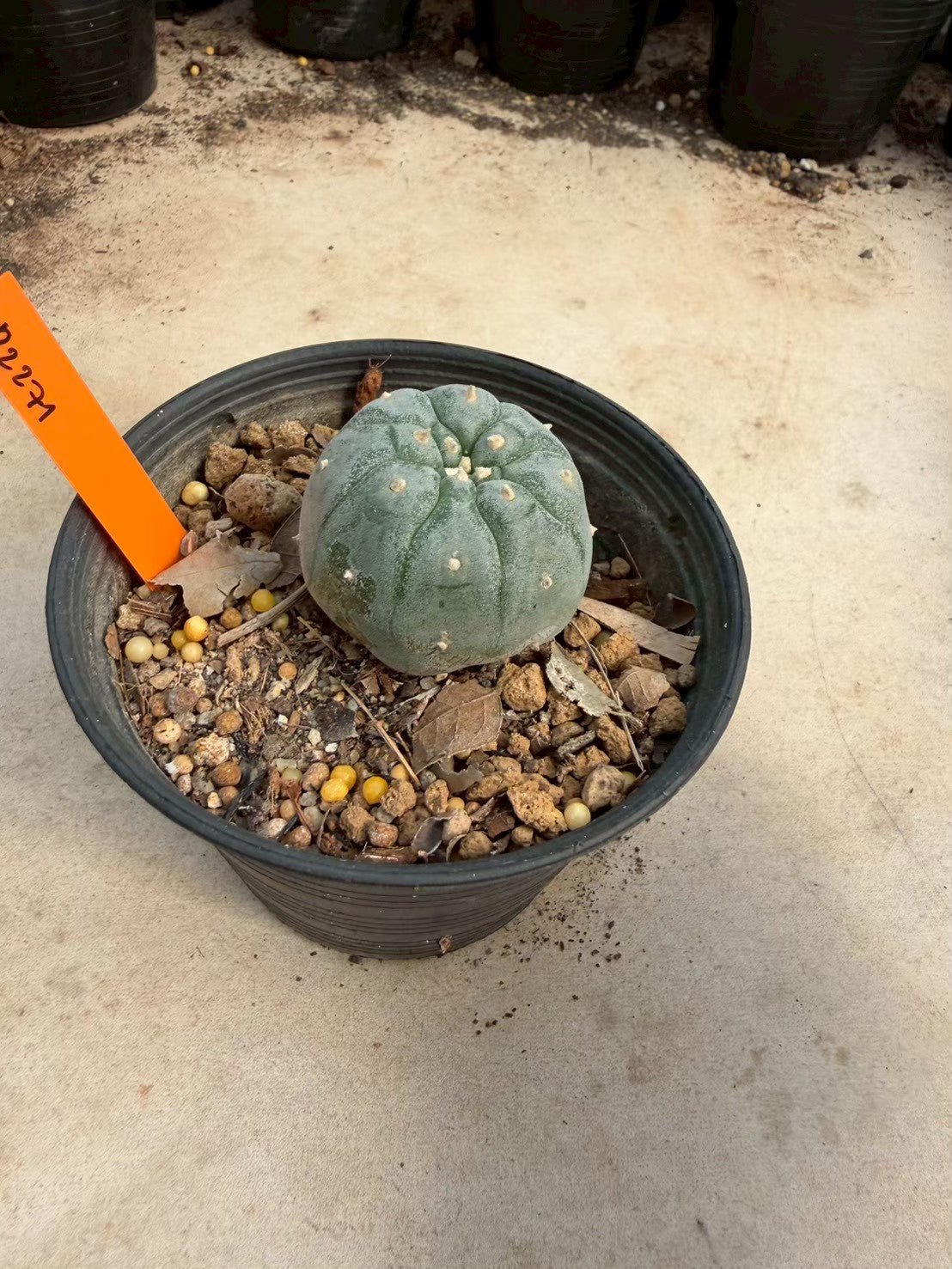Lophophora williamsii – Peyote Cactus (Seed Grown, 3-3.5 cm, Own Root) 12 years old