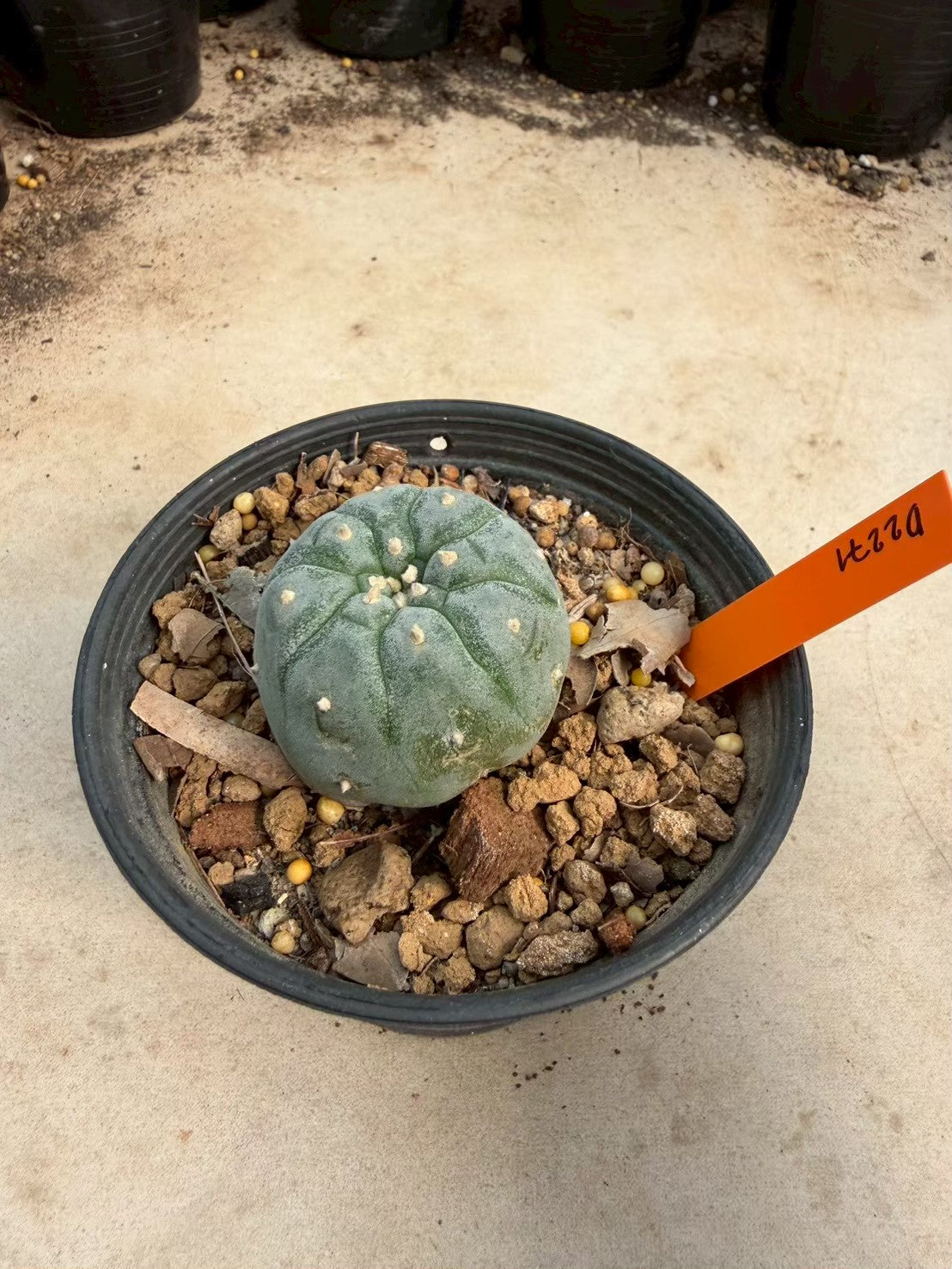 Lophophora williamsii – Peyote Cactus (Seed Grown, 3-3.5 cm, Own Root) 12 years old