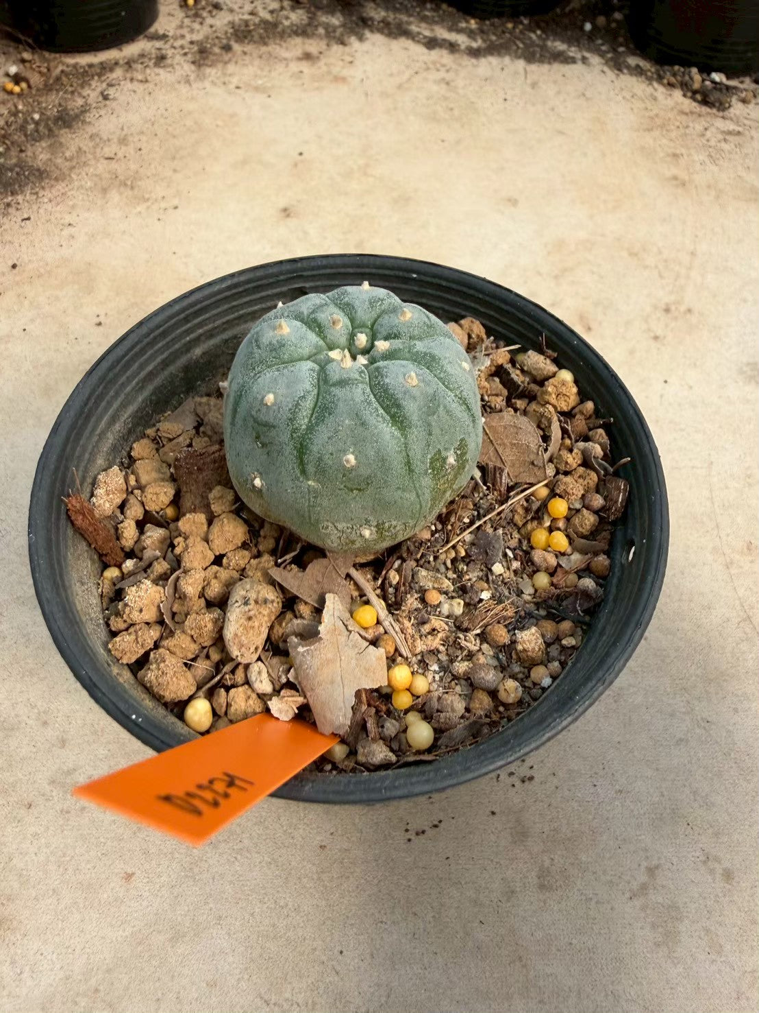 Lophophora williamsii – Peyote Cactus (Seed Grown, 3-3.5 cm, Own Root) 12 years old